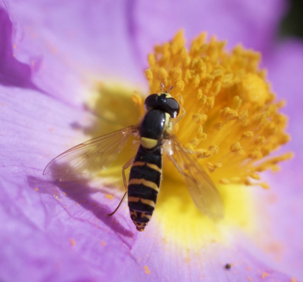 Sphaerophoria rueppellii o scripta?     Sphaerophoria scripta !